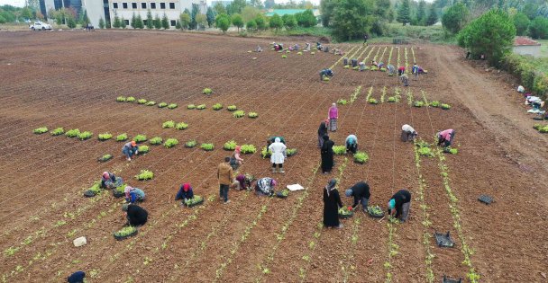 5 milyon fide toprakla buluşturuldu