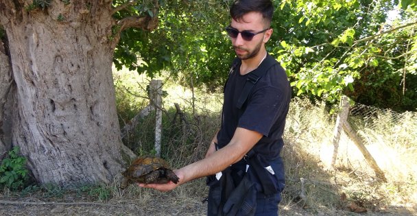 Ağaçlık alanda çıkan yangında itfaiye eri kaplumbağayı yanmaktan böyle kurtardı