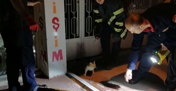 Anne kedi tabelaya sıkışan yavrusu kurtarılana kadar başından ayrılmadı