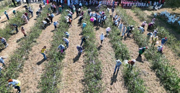 Bu Meyvenin Faydaları Saymakla Bitmiyor