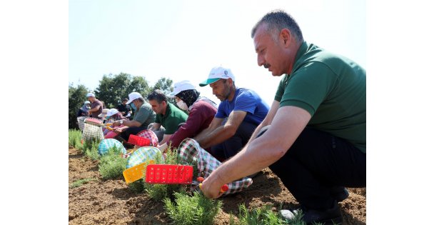 Büyükşehir ile SBÜ arasında  kentsel tarım araştırmaları işbirliği