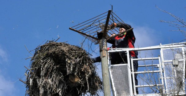 Büyükşehir'den leylek yuvasına güvenli dokunuş