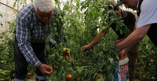 Büyükşehir'den üreticilere yüzde 50 hibeli sera desteği