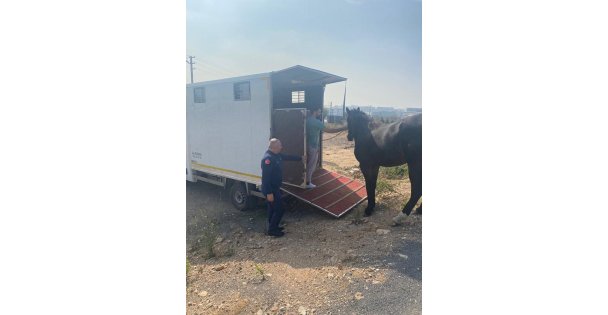 Çayırova Zabıtası başıboş atı yakalayıp Tekirdağ'a gönderdi