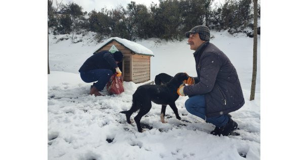 Çayırova'da Sokak Hayvanları Yalnız Değil