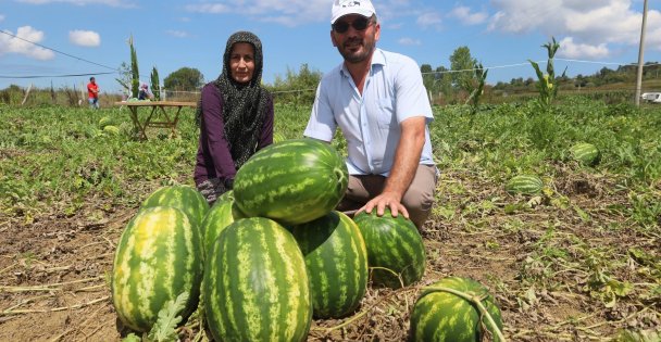 Coğrafi işaretli Kandıra karpuzunda hasat zamanı