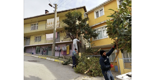 Dilovası'nda ağaçlara form ve bakım çalışmaları yapılıyor