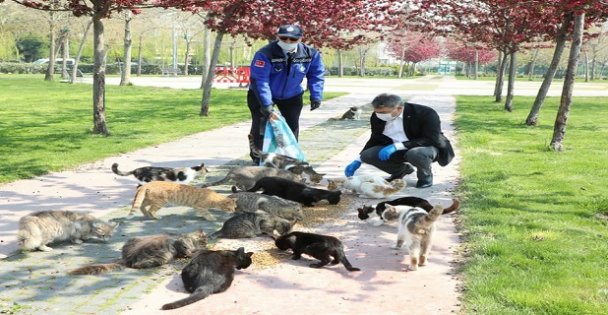 Dilovası'nda, sokak hayvanları unutulmadı