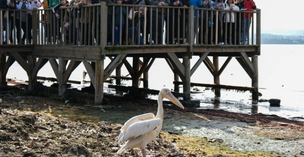 Dünya Sulak Alanlar Günü, ‘Flamingo Şenliği' ile kutlandı