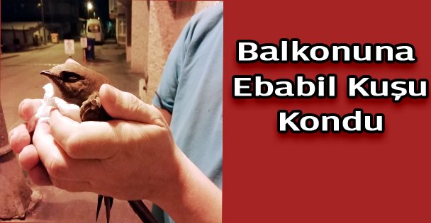 Evin balkonuna ebabil kuşu kondu