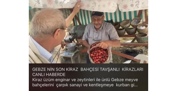 GEBZENİN SON KİRAZ  BAHÇESİ TAVŞANLI  KİRAZLARI CANLI HABERDE