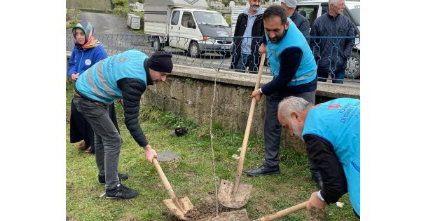 Giresun'da Atalarım ve Şehitlerimiz için Kiraz Fidanı Diktim