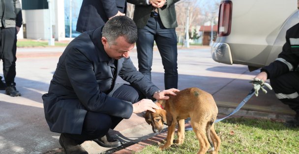 ''Hayvanları sadece yasalarla değil vicdanlarımızla koruyabiliriz''