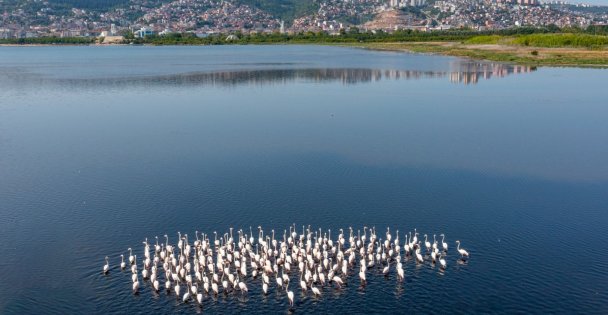 İzmit Körfezi'ndeki flamingo sayısında artış gözlendi