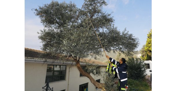 Kamusal alandaki zeytinler ihtiyaç sahipleri için toplanıyor