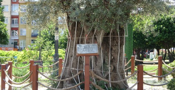 Kilometrelerce Uzaklıktan Getirilen 600 Yıllık Zeytin Ağacının Hikayesi