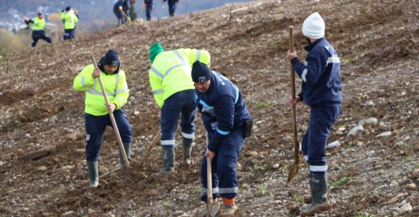 Kocaeli'de 4 bin ağaç toprakla buluşturuluyor