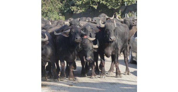 Kocaeli'de üreticilere damızlık manda boğası desteği