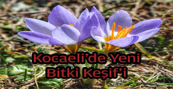 Kocaeli'de yeni bitki türü keşfedildi