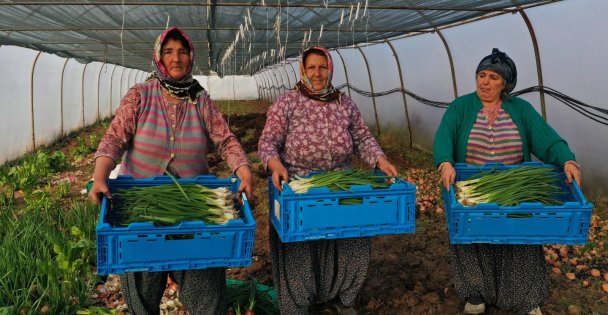 Kooperatiflere Yüzde 75 Hibeli Tarım Desteği