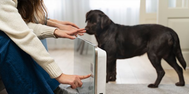 Köpeğinizin Duygularını Anlamanın Anahtar İşaretleri