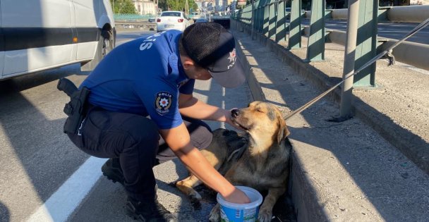 Korku dolu gözlerle bekleyen yaralı köpeği polis kurtardı