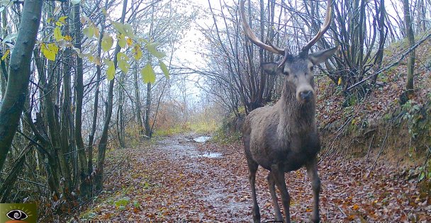 Ormanya'nın yaban hayatı foto kapanlara yansıdı