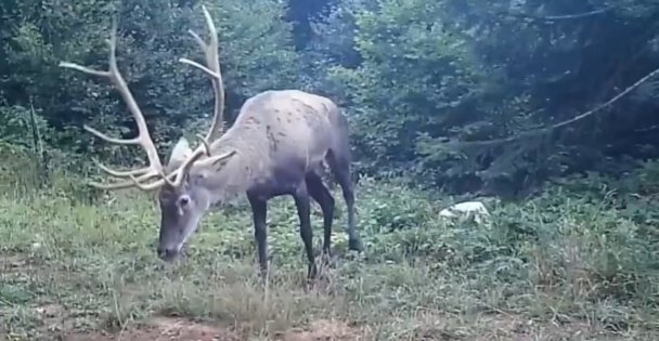 Samanlı Dağları'na salınan kızıl geyikler fotokapanlara yansıdı