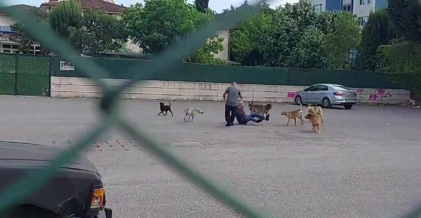 Sokak Ortasında 10 Köpeğin Saldırısına Uğradı