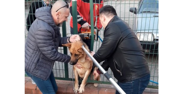 Tel örgülerin arasına sıkışan köpeğe kurtarma operasyonu