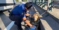 Korku dolu gözlerle bekleyen yaralı köpeği polis kurtardı