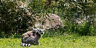 Yavru lemur, Ormanya ailesine katıldı