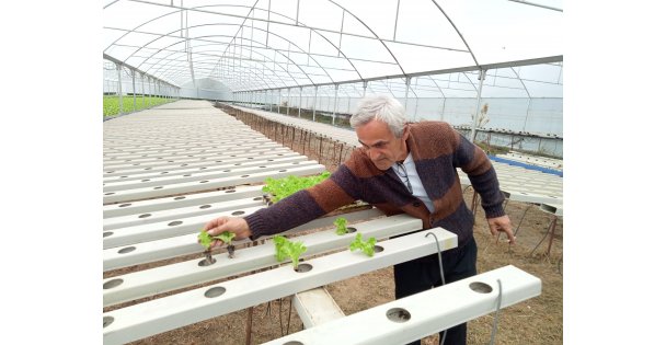 Topraksız tarım uygulamasıyla üretilen sebzelerin hasadına başlandı