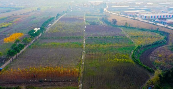 Üretim Fidanlığında Yetişiyor Kocaeli'yi Yeşillendiriyor