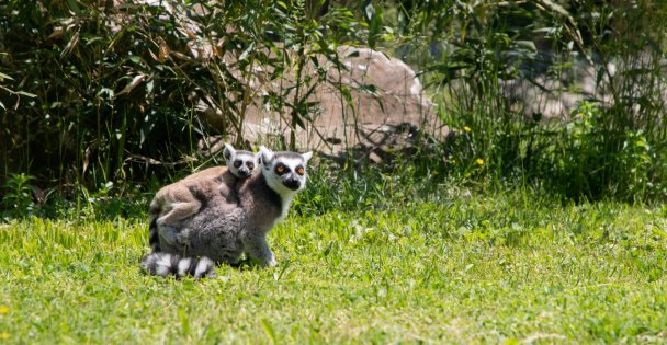 Yavru lemur, Ormanya ailesine katıldı